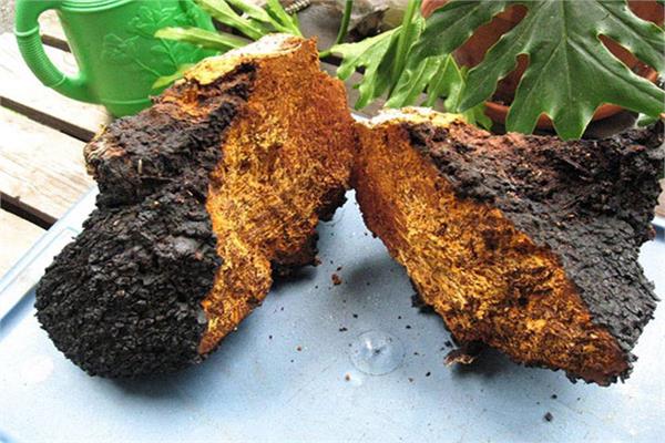 Nấm CHAGA
