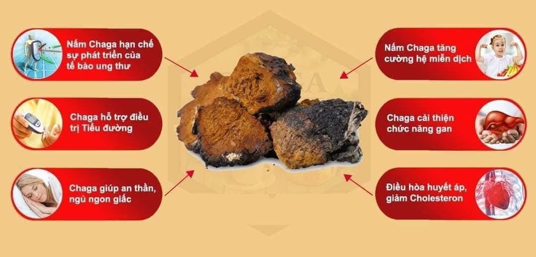 Tác dụng của nấm CHAGA