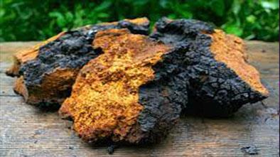 Tại sao Nấm Chaga tốt nhất cho người bị tiểu đường